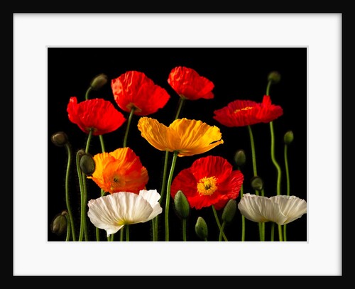 Multicoloured Poppies and buds by Assaf Frank